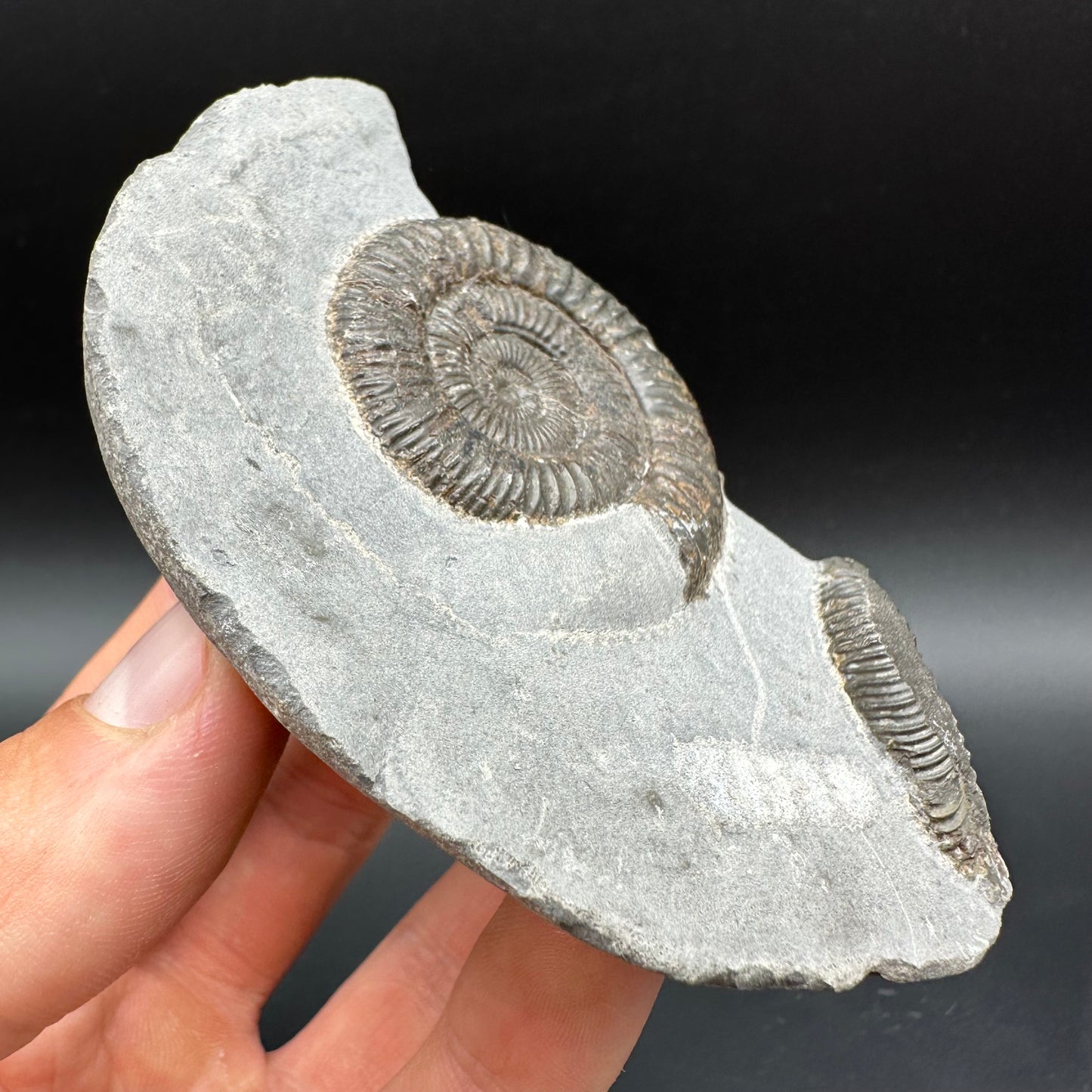Dactylioceras Ammonite Fossil With Box And Stand - Whitby, North Yorkshire Jurassic Coast Yorkshire Fossils