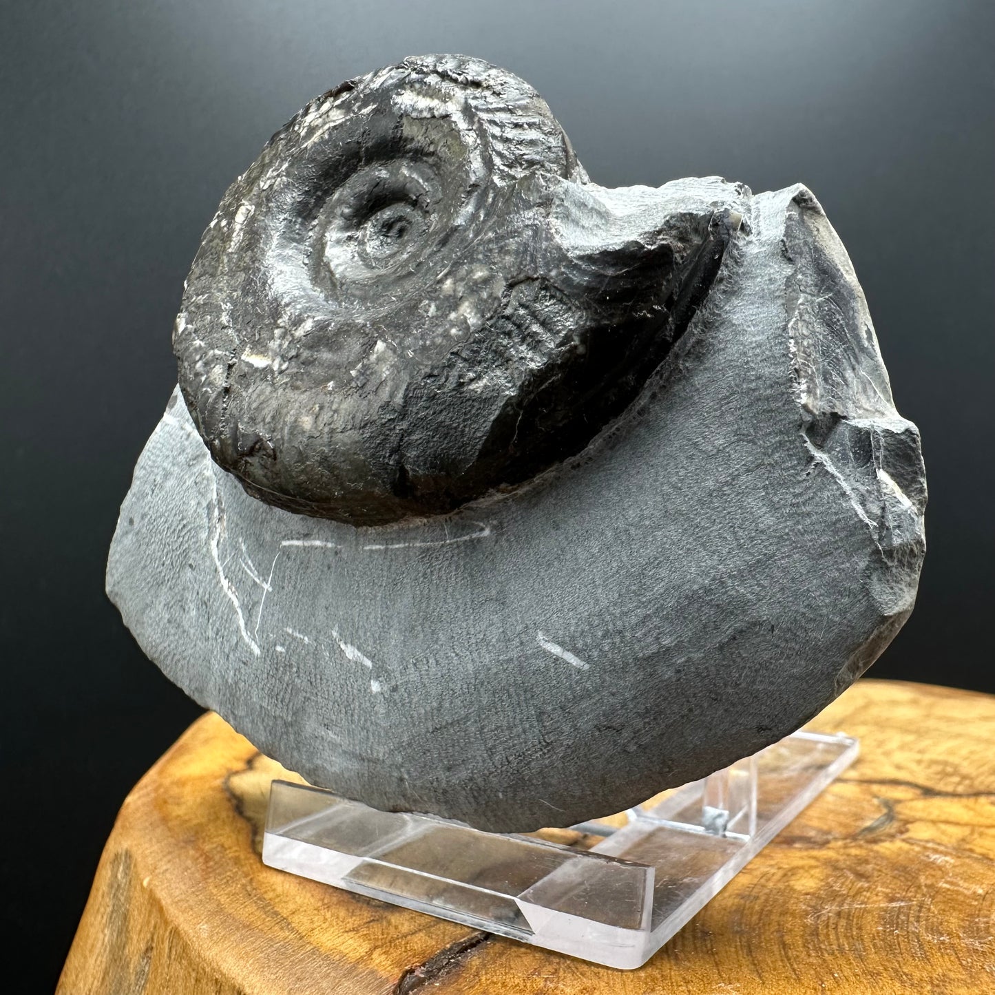 Hildoceras Bifrons Ammonite fossil with box and stand - Whitby, North Yorkshire Jurassic Coast, Yorkshire Fossils from the Jurassic Coast