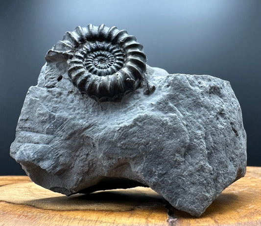 Gagaticeras Ammonite fossil with box and stand - Whitby, North Yorkshire Jurassic Coast Yorkshire Fossils