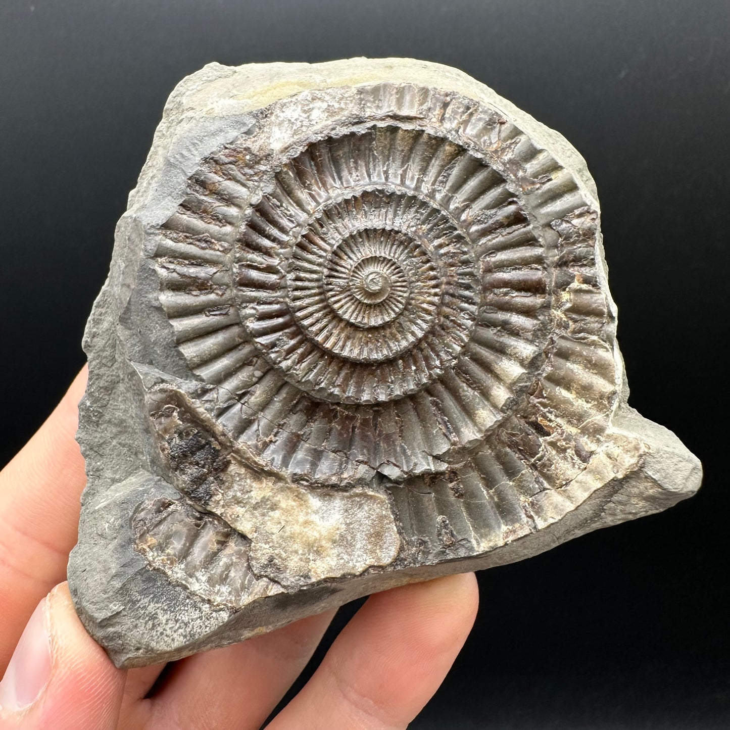 Dactylioceras Ammonite nodule (split pair) Fossil With Box And Stand - Whitby, North Yorkshire Jurassic Coast Yorkshire Fossils