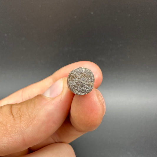 Belemnite (Fossil Squid) shell fossil - Whitby, North Yorkshire Jurassic Coast Yorkshire Fossils