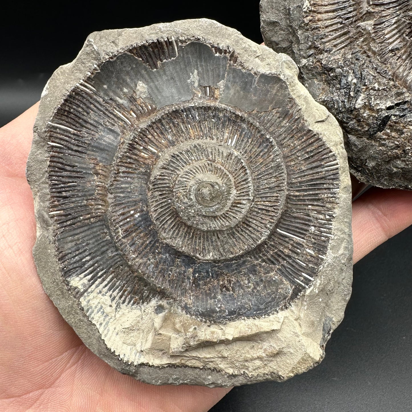 Dactylioceras imprint (negative) bundle ammonite shell fossil with box - Whitby, North Yorkshire, Yorkshire Fossils