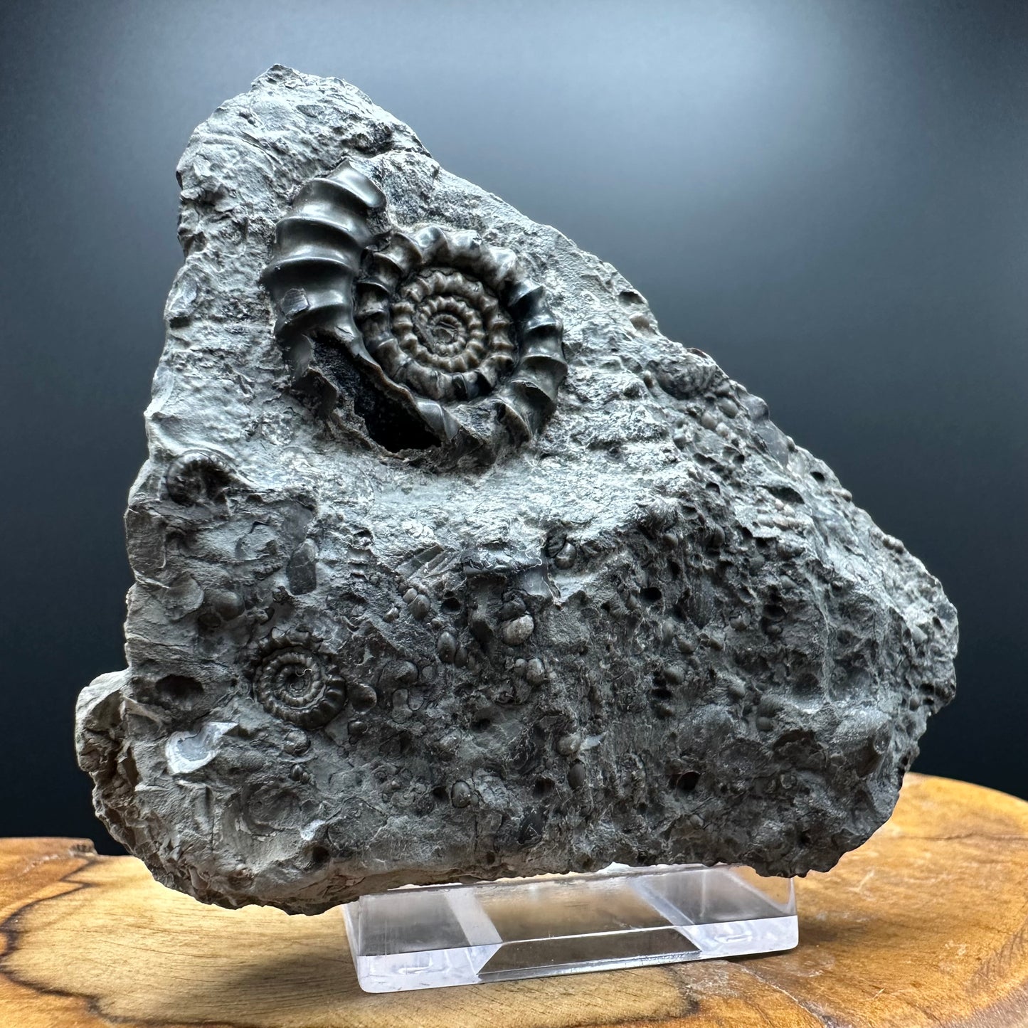 Gagaticeras Ammonite fossil with box and stand - Whitby, North Yorkshire Jurassic Coast Yorkshire Fossils