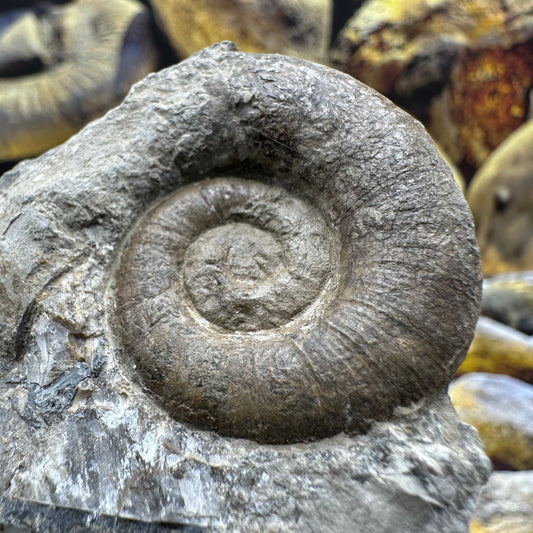Lytoceras ammonite fossil - Whitby, North Yorkshire