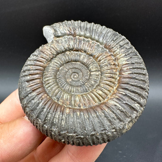 Dactylioceras Ammonite Fossil With Box And Stand - Whitby, North Yorkshire Jurassic Coast Yorkshire Fossils