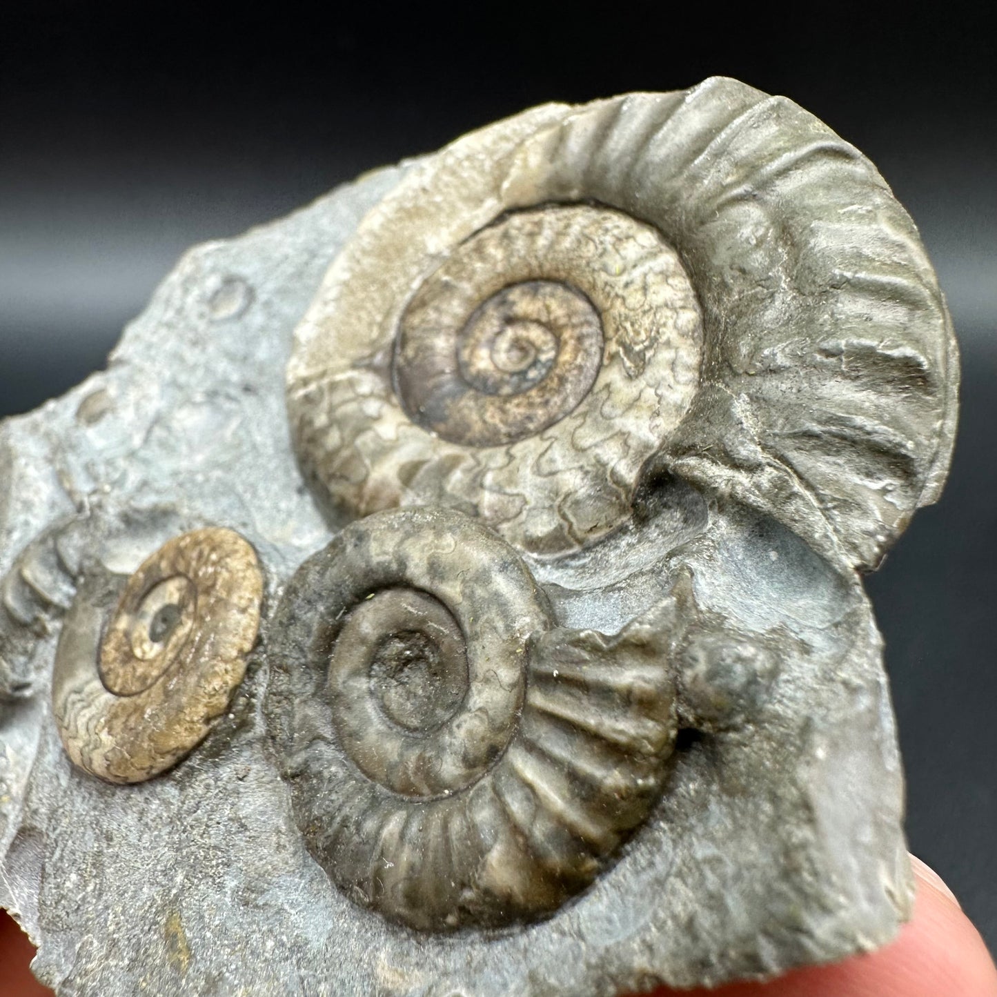 Arnioceras ammonite shell fossil with box and stand - Whitby, North Yorkshire Jurassic Coast Yorkshire Fossils