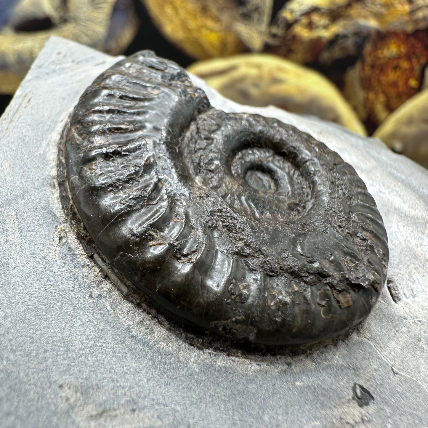 Hildoceras lusitanicum ammonite fossil - Whitby, North Yorkshire, Jurassic Coast, Yorkshire Fossils