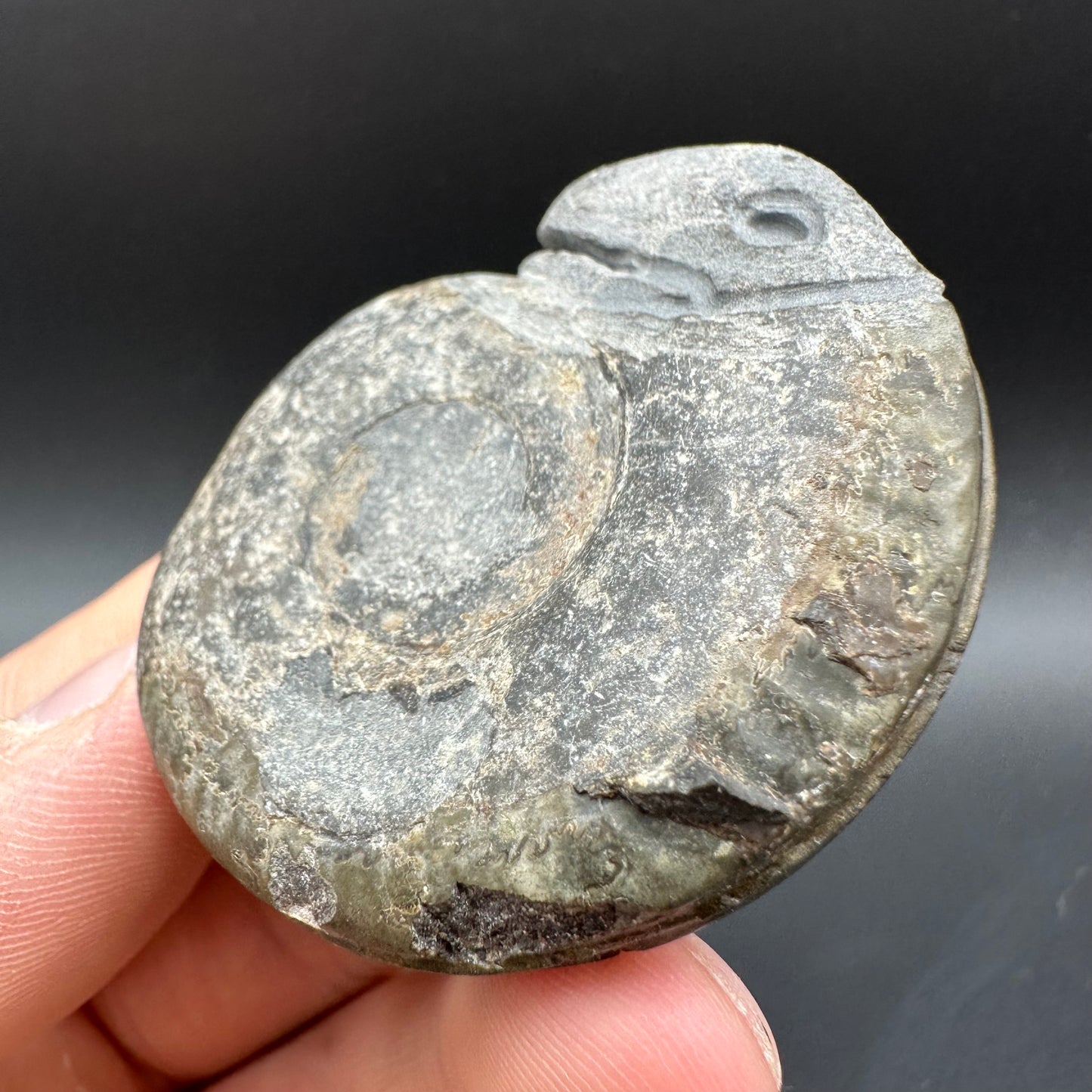 Snakestone Ammonite Fossil With Bag/Box And Stand - Whitby, North Yorkshire Jurassic Coast Yorkshire Fossils