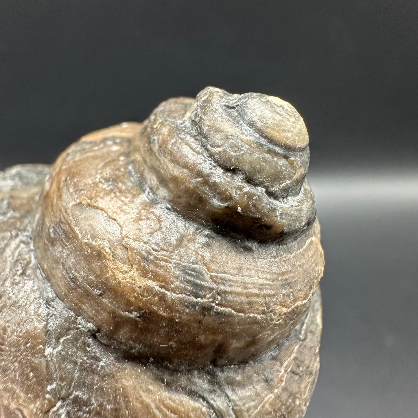 Gastropod Shell Fossil With Box And Stand - Whitby, North Yorkshire, Jurassic Coast, Yorkshire Fossils