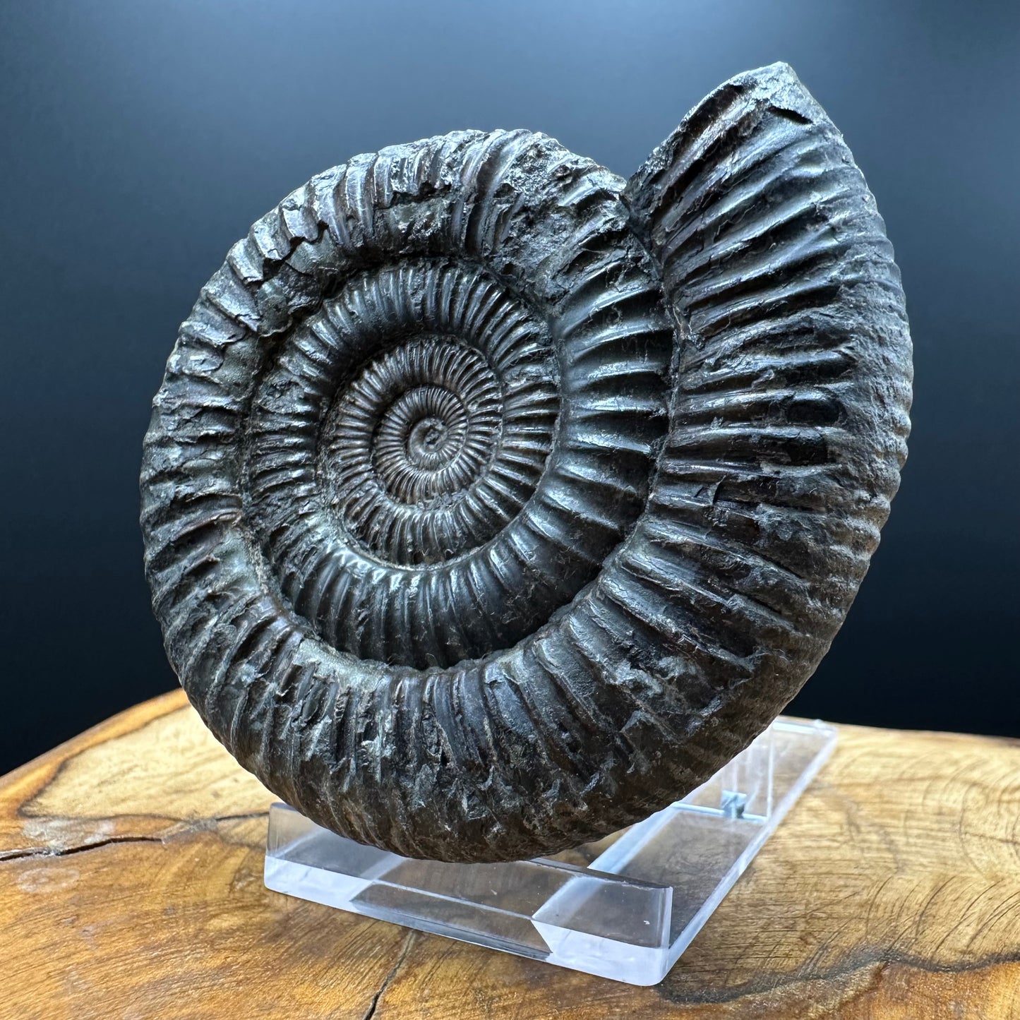 Dactylioceras Ammonite Fossil With box and Stand - Whitby, North Yorkshire Jurassic Coast Yorkshire Fossils