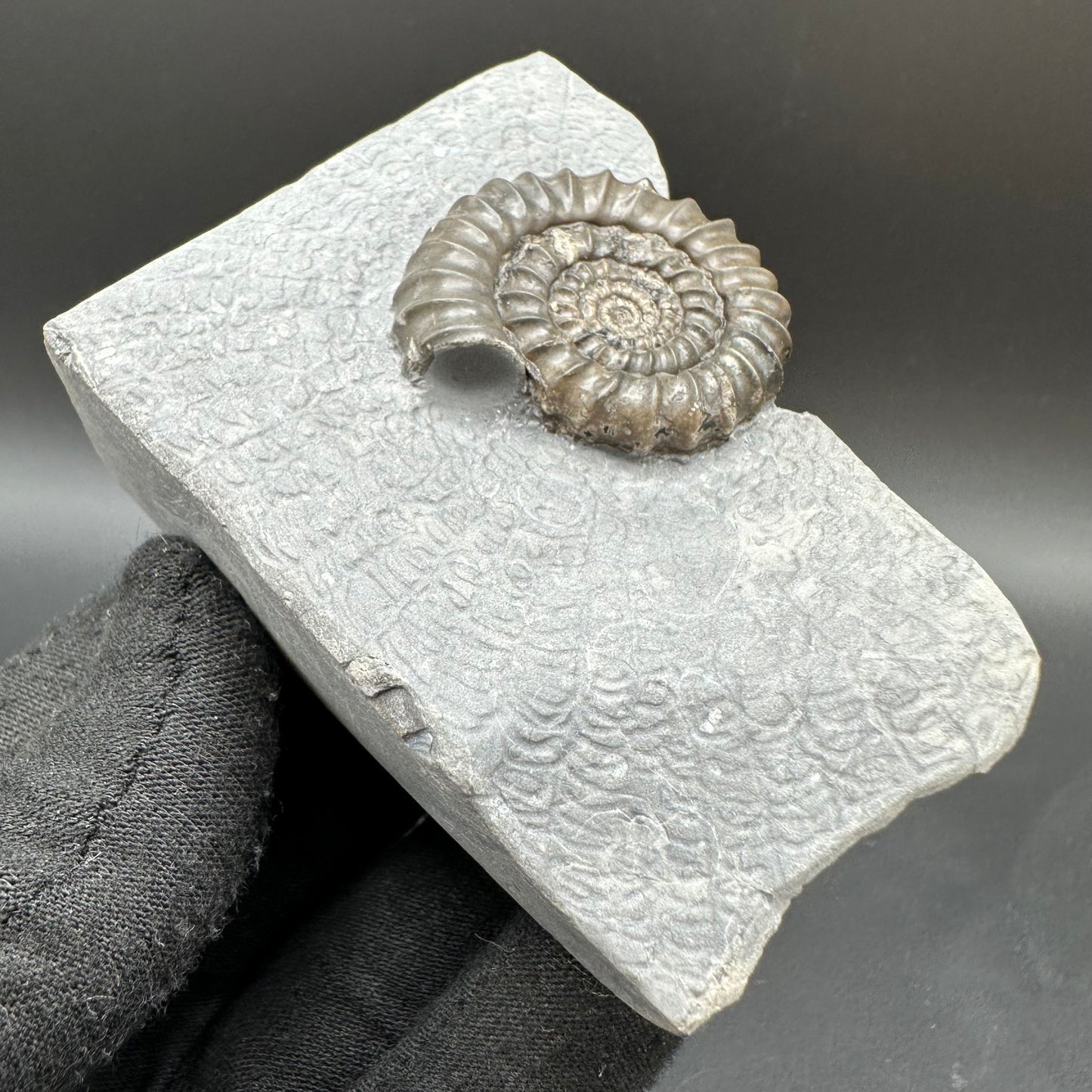 Gagaticeras Ammonite fossil with box and stand - Whitby, North Yorkshire Jurassic Coast Yorkshire Fossils