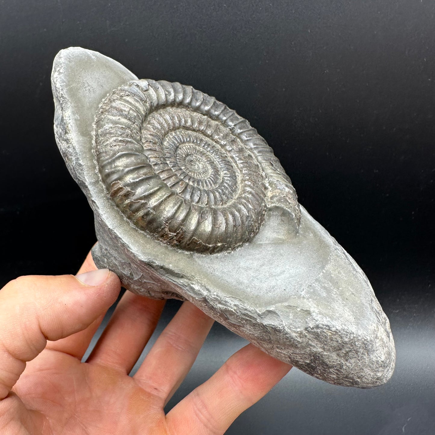 Dactylioceras Ammonite Fossil With Stand - Whitby, North Yorkshire Jurassic Coast Yorkshire Fossils