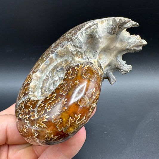 Puzosia Ammonite Fossil With Box And Stand - Cretaceous Ammonite Madagascar