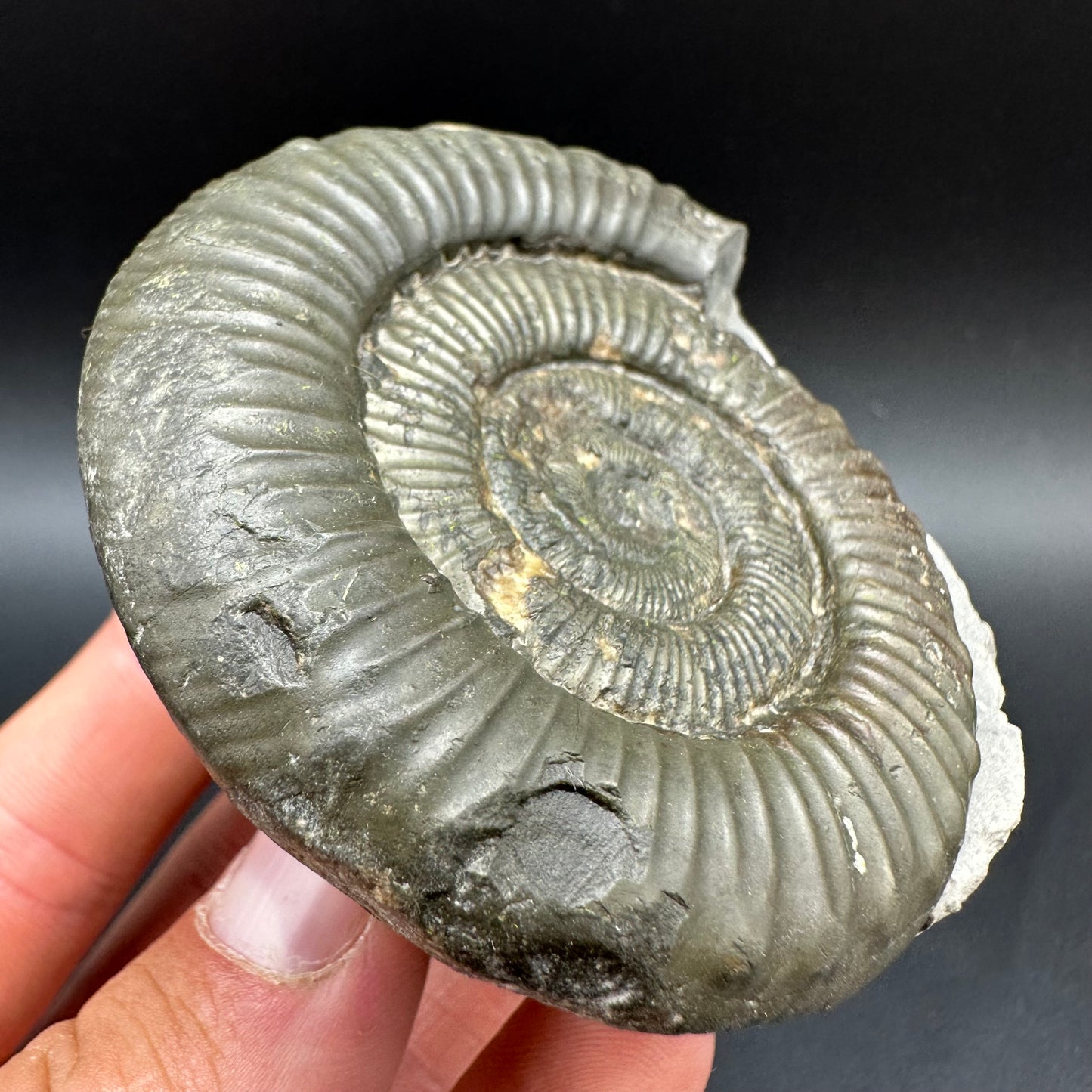 Peronoceras fibulatum Ammonite fossil with box and stand - Whitby, North Yorkshire Jurassic Coast Yorkshire Fossils