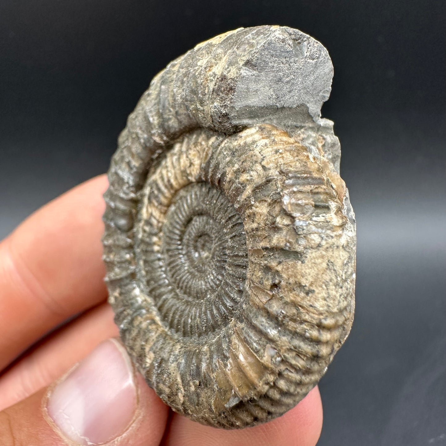Dactylioceras Ammonite Fossil With Box And Stand - Whitby, North Yorkshire Jurassic Coast Yorkshire Fossils