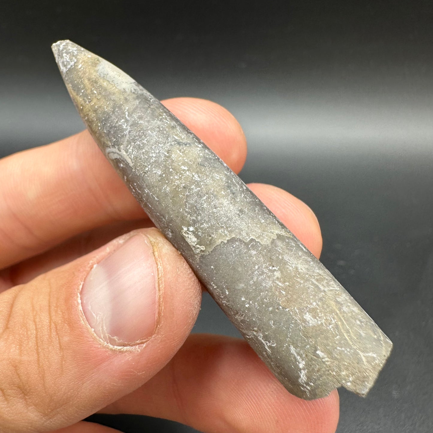 Belemnite (Fossil Squid) shell fossil - Whitby, North Yorkshire Jurassic Coast Yorkshire Fossils