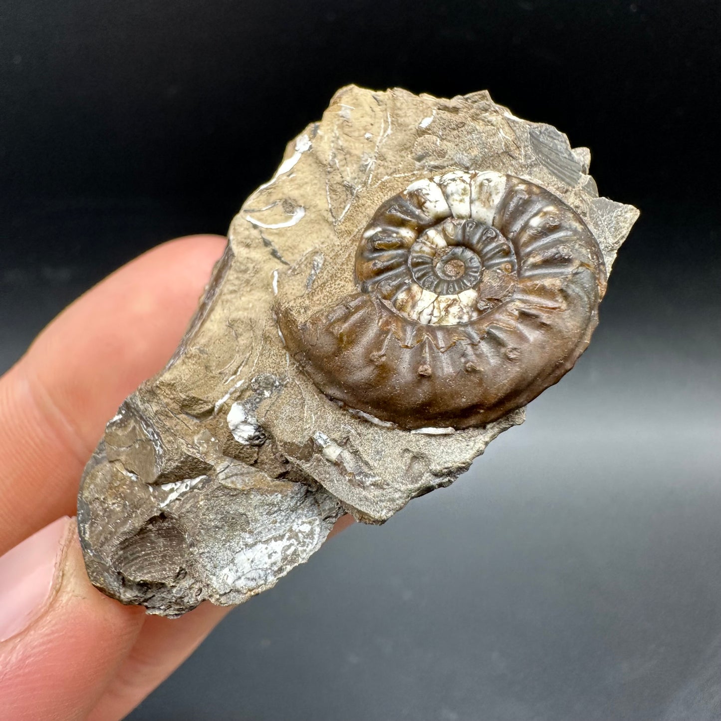 Amaltheus subnodosus Ammonite fossil with box and stand - Whitby, North Yorkshire Jurassic Coast Yorkshire Fossils