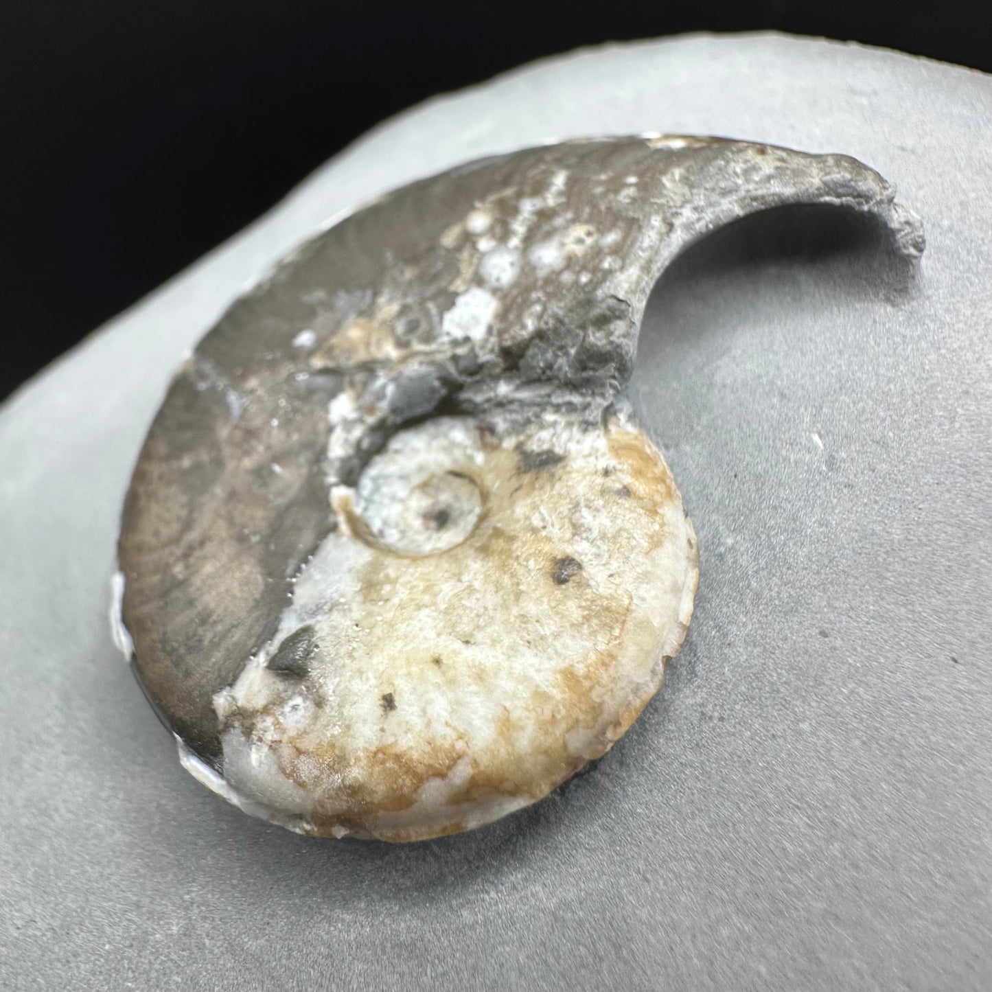 Eleganticeras Elegantulum ammonite fossil with box and stand - Whitby, North Yorkshire Jurassic Coast, Yorkshire Fossils