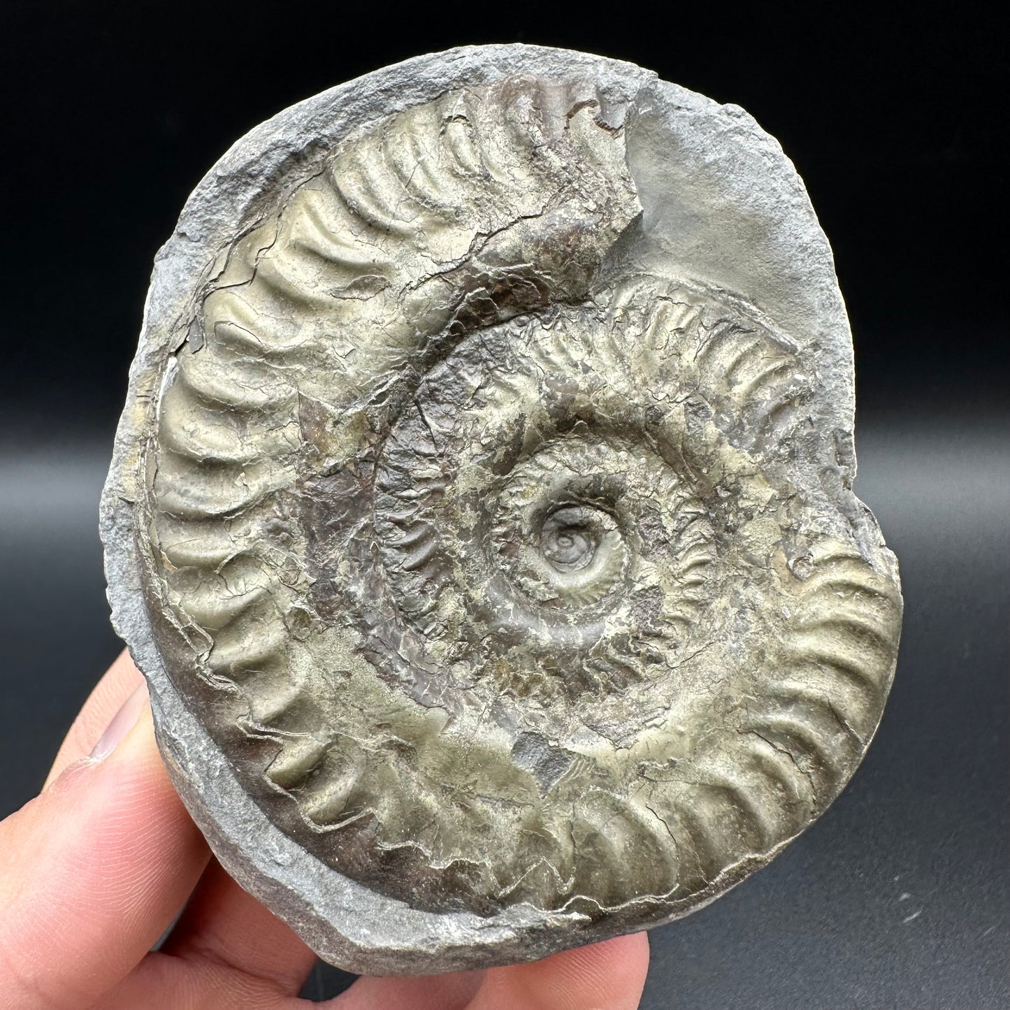Golden Iron Pyrite Hildoceras lusitanicum Ammonite Nodule (split pair) Fossil With Box And Stand - Whitby, North Yorkshire Jurassic Coast Yorkshire Fossils
