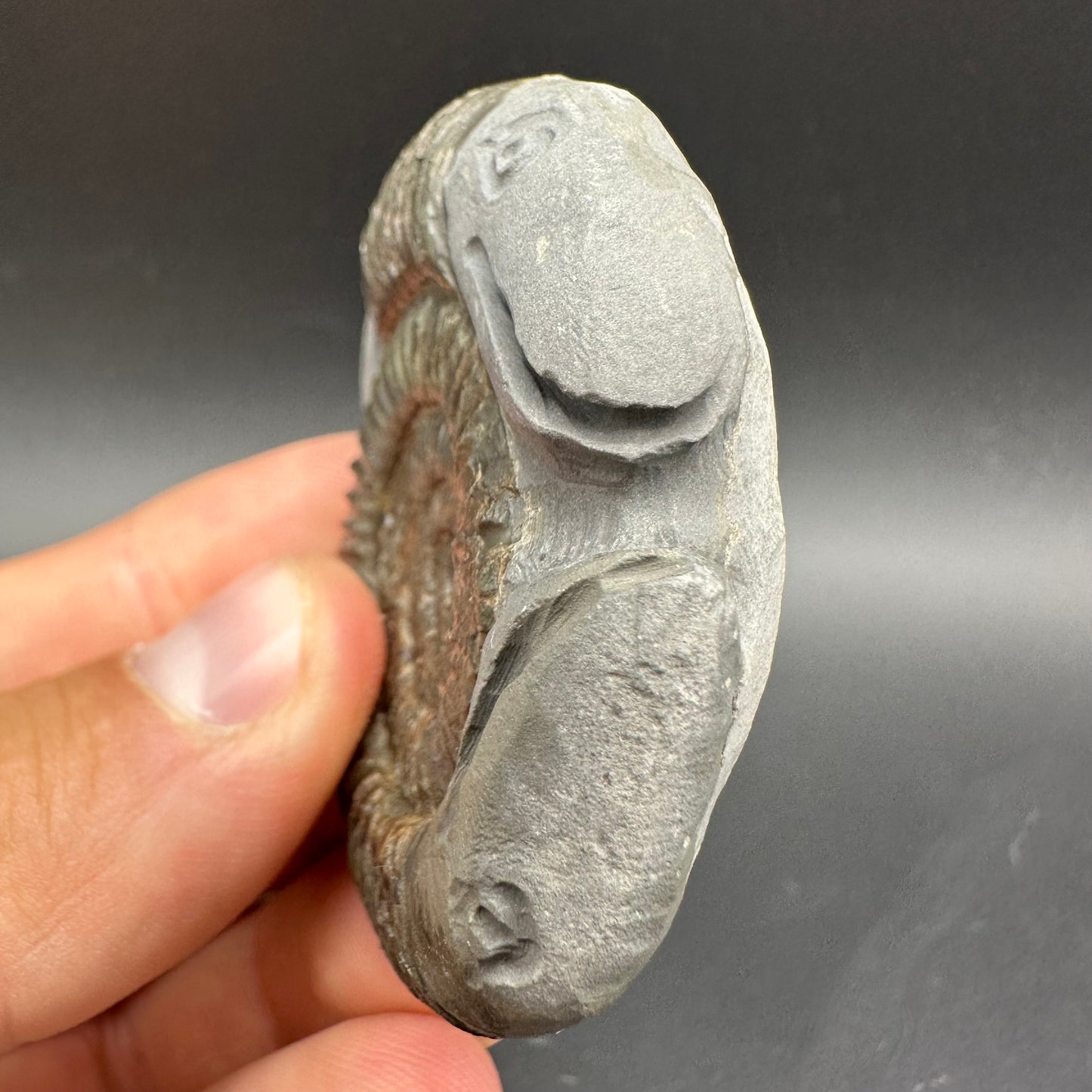 Hydra Snakestone Ammonite Fossil With Bag/Box And Stand - Whitby, North Yorkshire Jurassic Coast Yorkshire Fossils