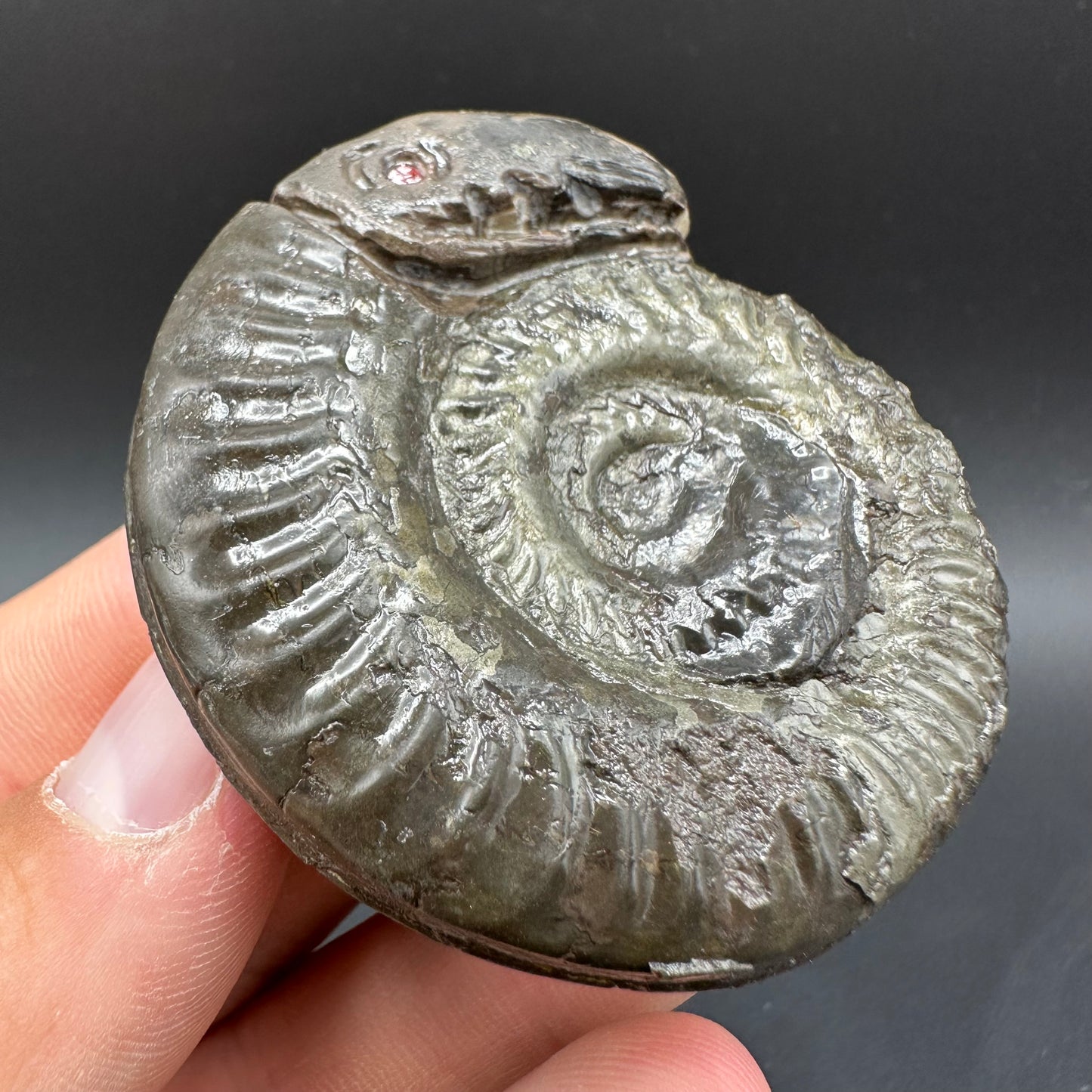 Snakestone Ammonite Fossil With Bag/Box And Stand - Whitby, North Yorkshire Jurassic Coast Yorkshire Fossils