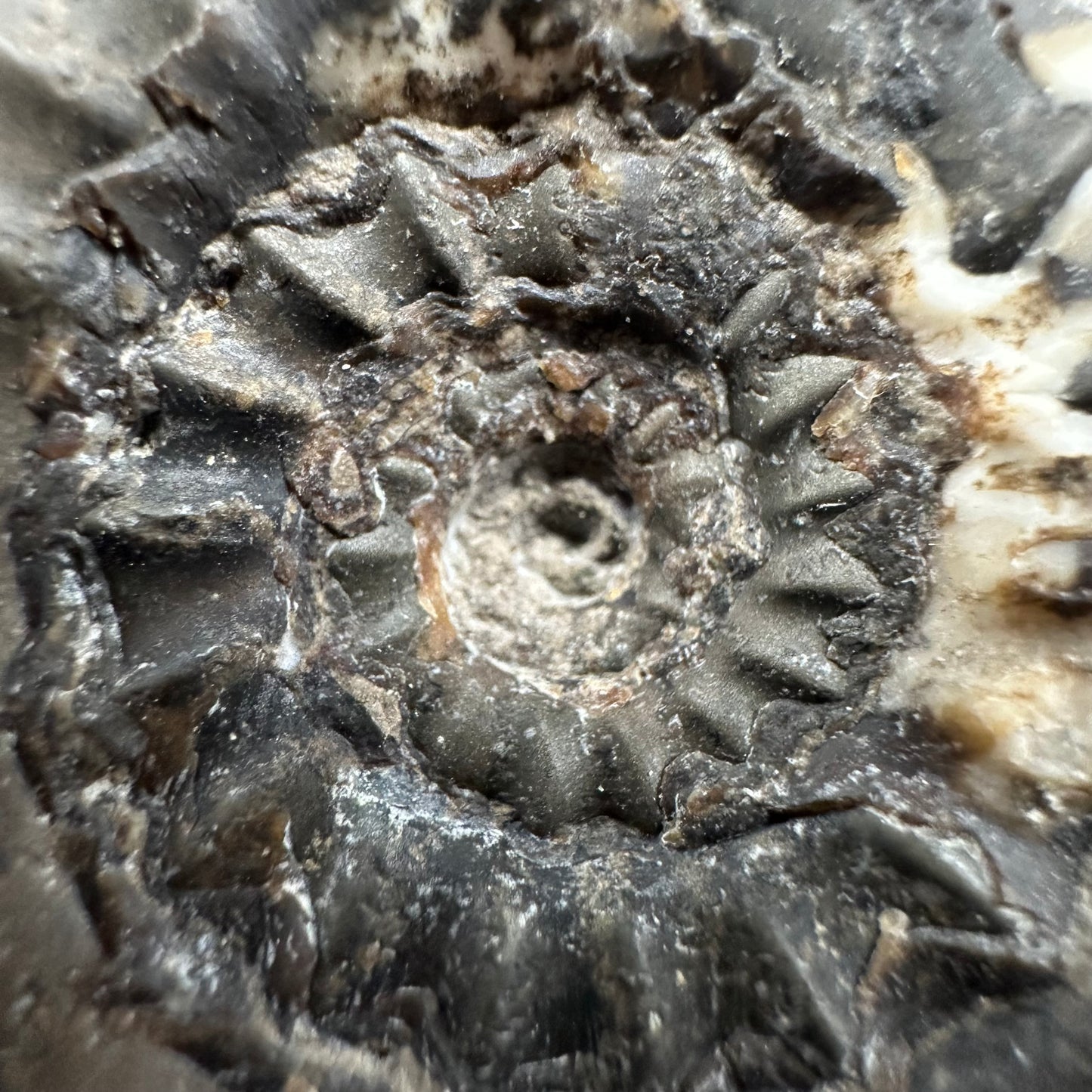 Androgynoceras maculatum ammonite fossil with box and stand - Whitby, North Yorkshire Jurassic Coast Yorkshire Fossils