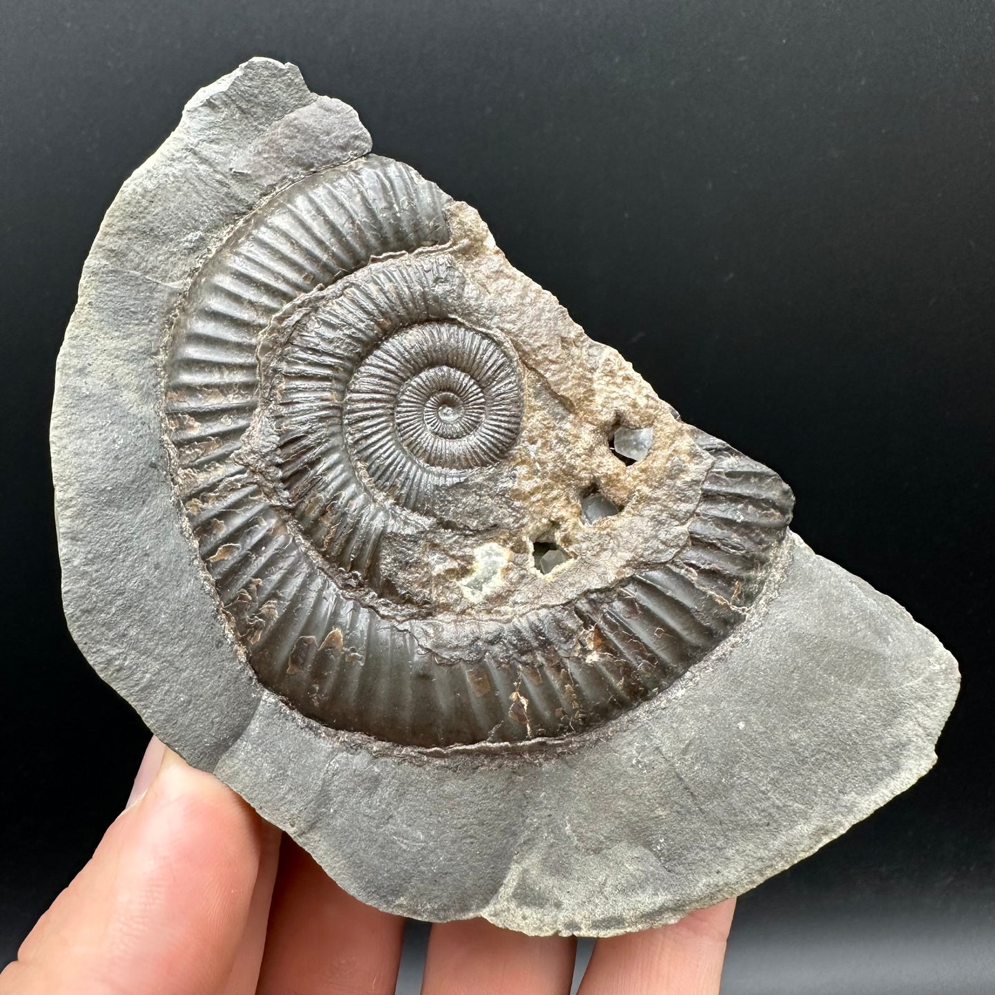 Dactylioceras Ammonite nodule (split pair) Fossil With Stand - Whitby, North Yorkshire Jurassic Coast Yorkshire Fossils