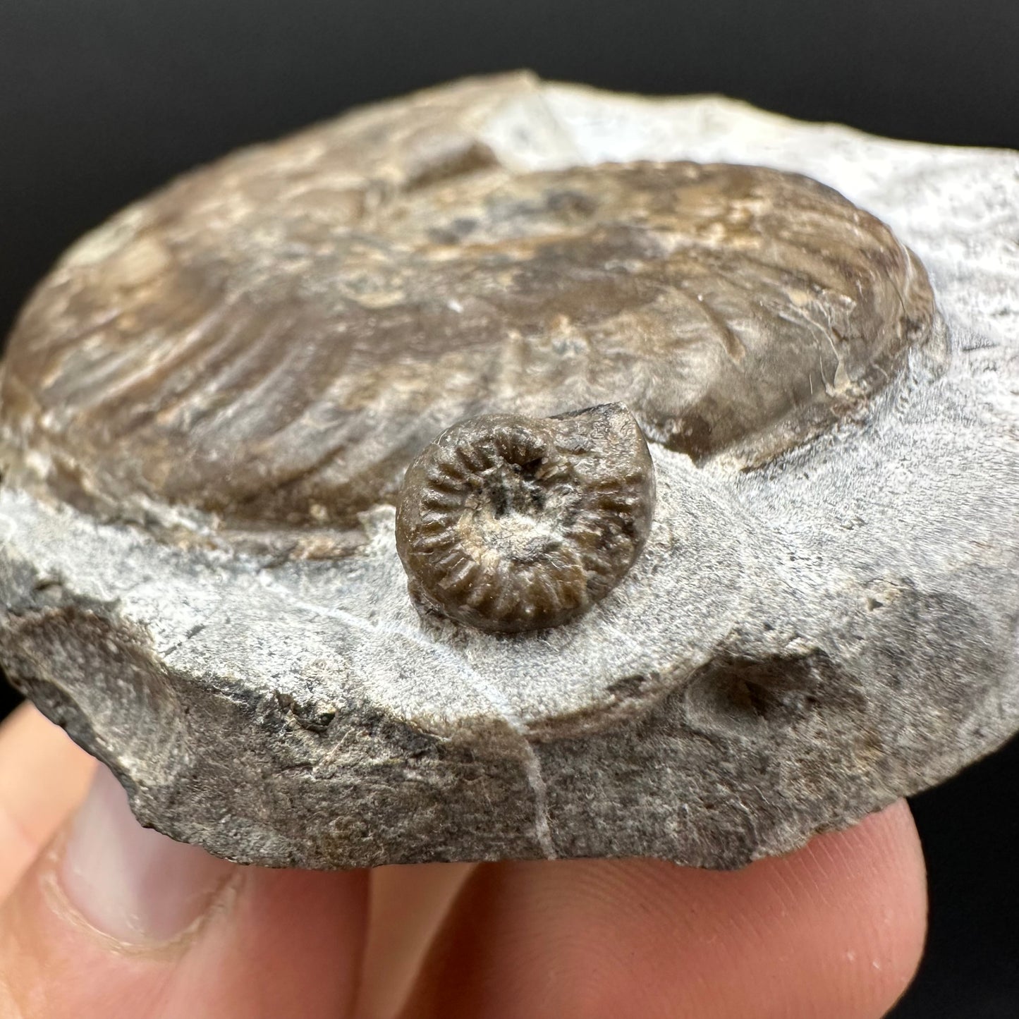 Harpoceras Sp. Ammonite fossil with box and stand - Whitby, North Yorkshire Jurassic Coast Yorkshire Fossils