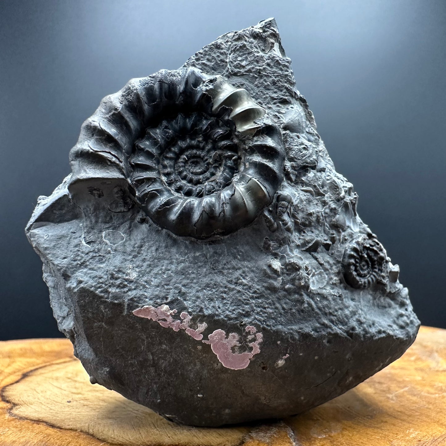 Gagaticeras Ammonite fossil with box and stand - Whitby, North Yorkshire Jurassic Coast Yorkshire Fossils