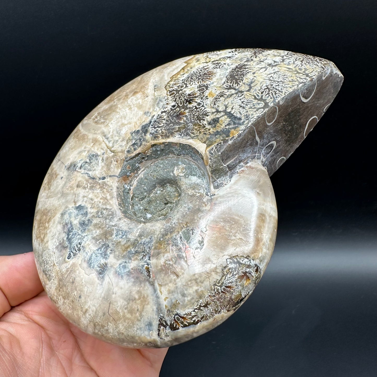 Cleoniceras Ammonite Fossil With Stand - Cretaceous Ammonite Madagascar