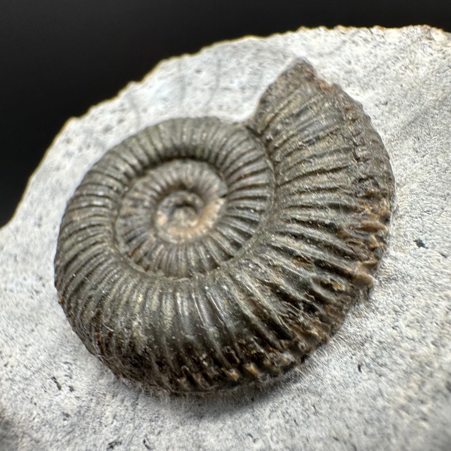 Dactylioceras Ammonite Fossil With Box And Stand - Whitby, North Yorkshire Jurassic Coast Yorkshire Fossils