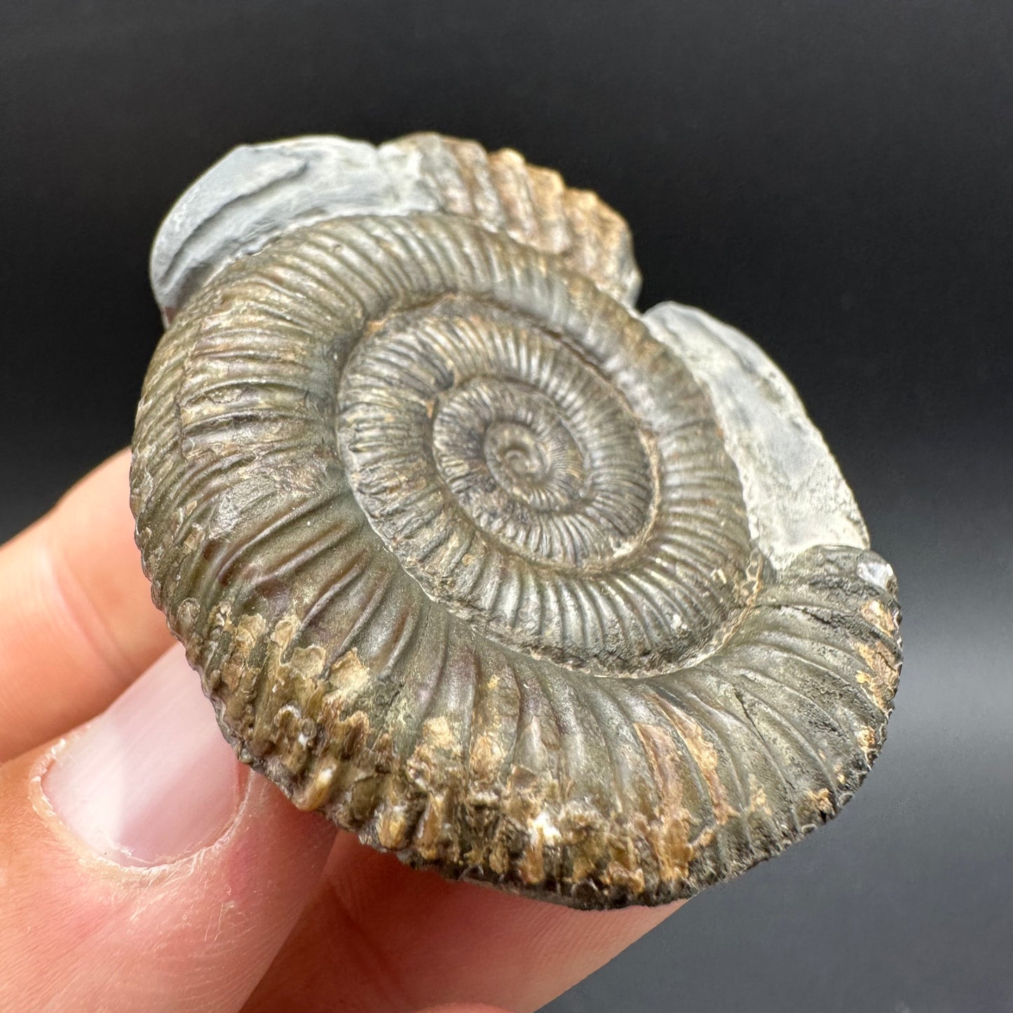 Hydra Snakestone Ammonite Fossil With Bag/Box And Stand - Whitby, North Yorkshire Jurassic Coast Yorkshire Fossils