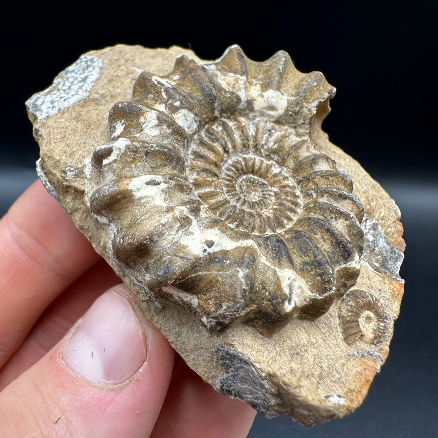 Androgynoceras capricornus Ammonite fossil with box and stand - Whitby, North Yorkshire Jurassic Coast Yorkshire Fossils