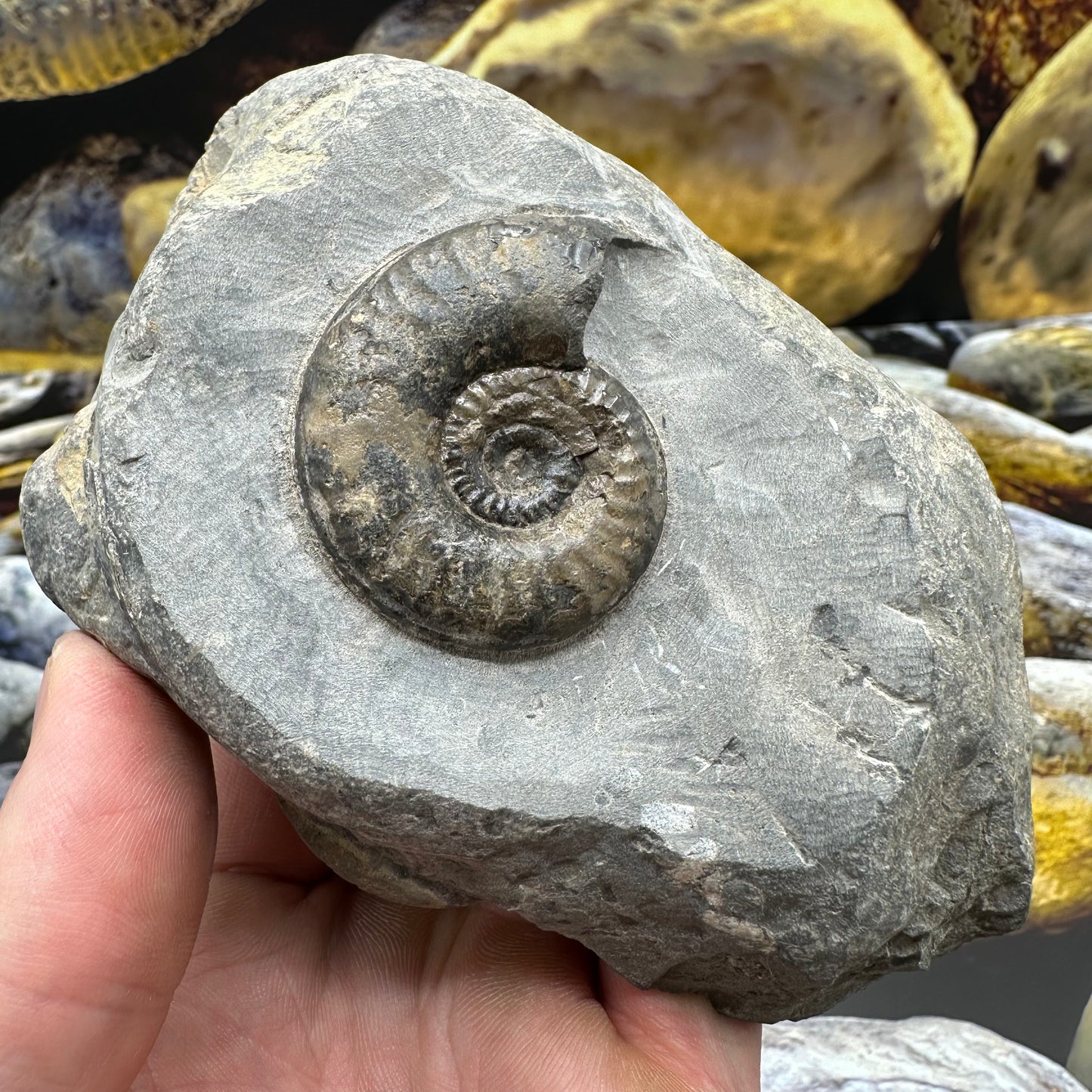 Grammoceras thoaurense ammonite shell fossil - Whitby, North Yorkshire