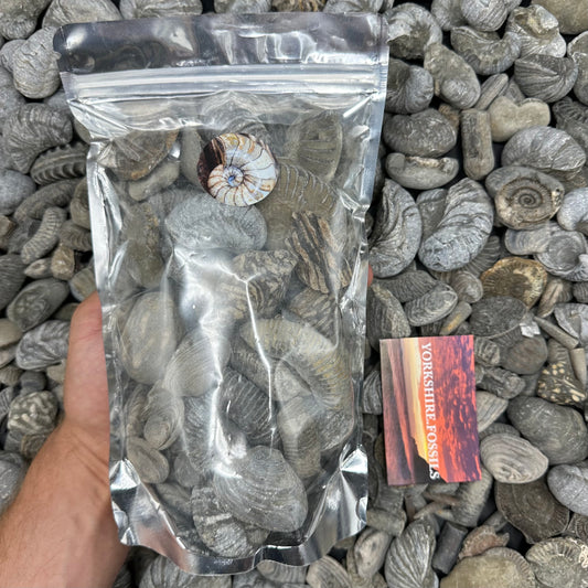 Jumbo Jurassic Jumble - Yorkshire Fossils Mystery Variety Fossil Bag - Whitby, North Yorkshire Jurassic Coast