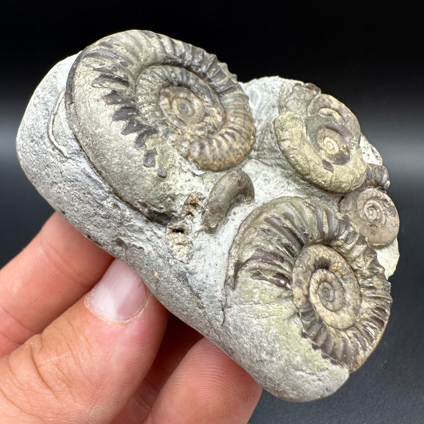 Arnioceras ammonite shell fossil with box and stand - Whitby, North Yorkshire Jurassic Coast Yorkshire Fossils