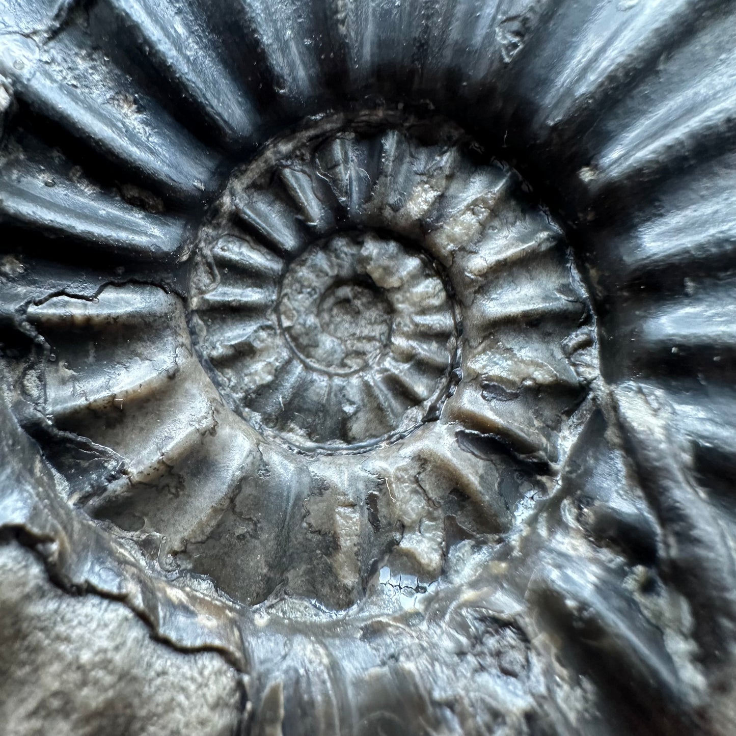 Asteroceras Ammonite fossil with box and stand - Whitby, North Yorkshire Jurassic Coast Yorkshire Fossils