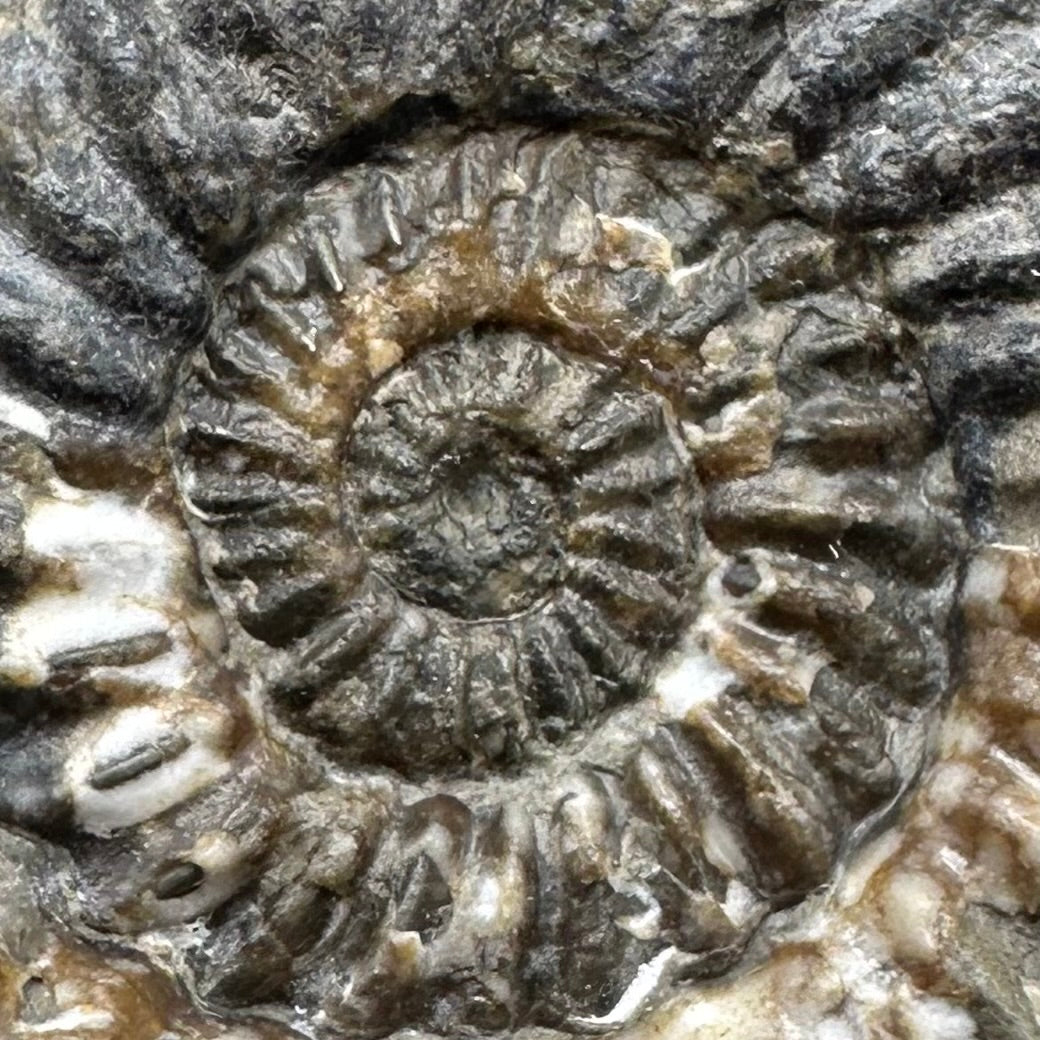 Oistoceras figulinum ammonite fossil / Belemnite Phragmocone with box and stand - Whitby, North Yorkshire Jurassic Coast Yorkshire Fossils