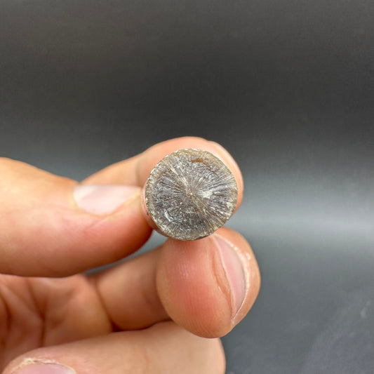 Belemnite (Fossil Squid) shell fossil - Whitby, North Yorkshire Jurassic Coast Yorkshire Fossils