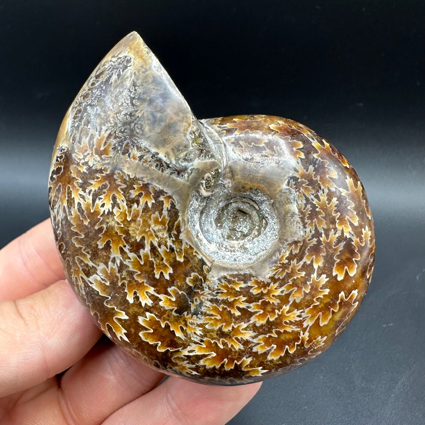 Puzosia Ammonite Fossil With Box And Stand - Cretaceous Ammonite Madagascar