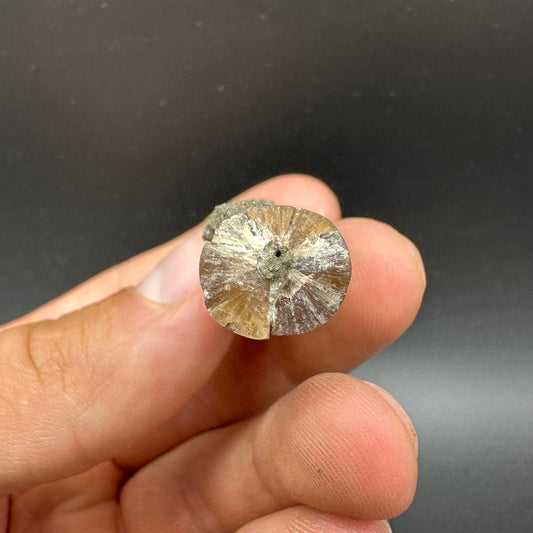 Belemnite (Fossil Squid) shell fossil - Whitby, North Yorkshire Jurassic Coast Yorkshire Fossils