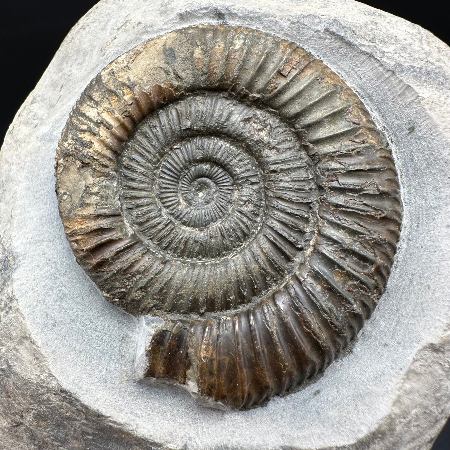 Dactylioceras Ammonite Fossil With box and Stand - Whitby, North Yorkshire Jurassic Coast Yorkshire Fossils