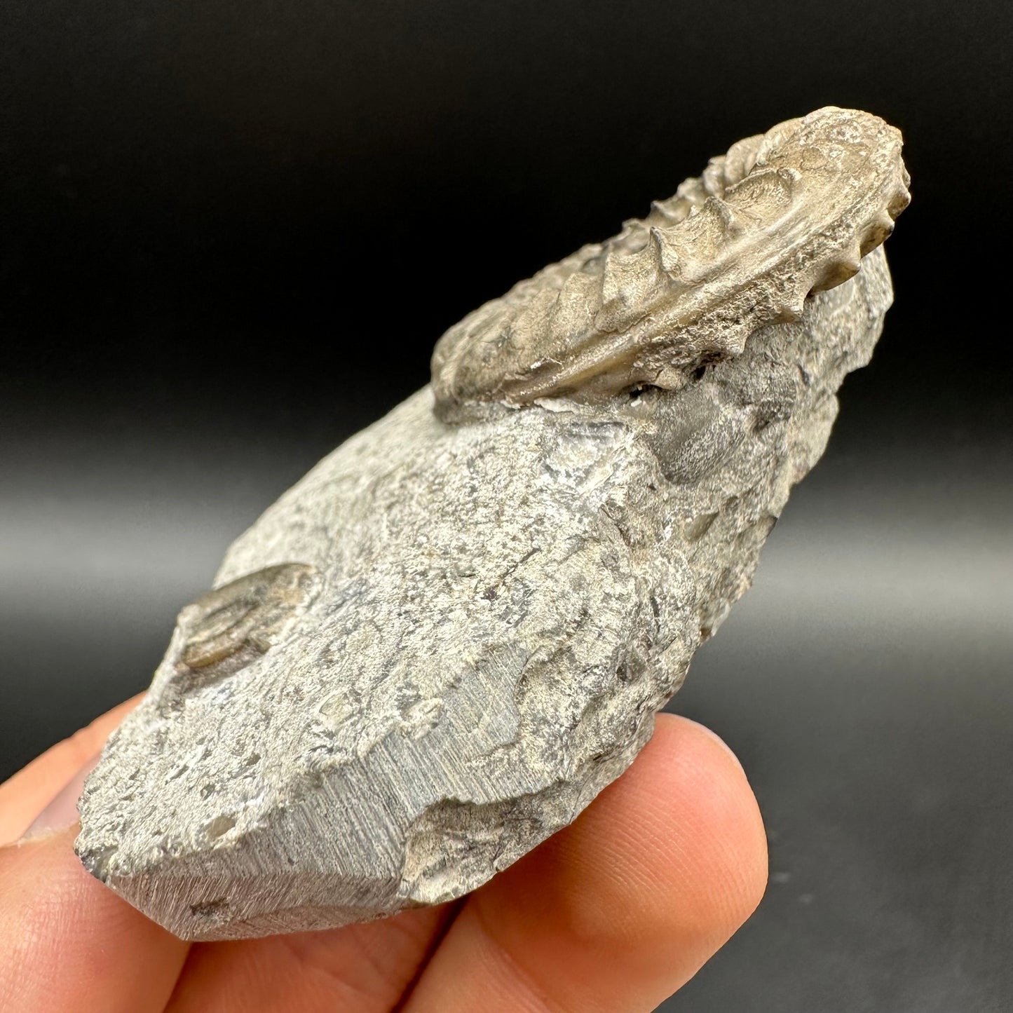 Arnioceras ammonite shell fossil with box and stand - Whitby, North Yorkshire Jurassic Coast Yorkshire Fossils