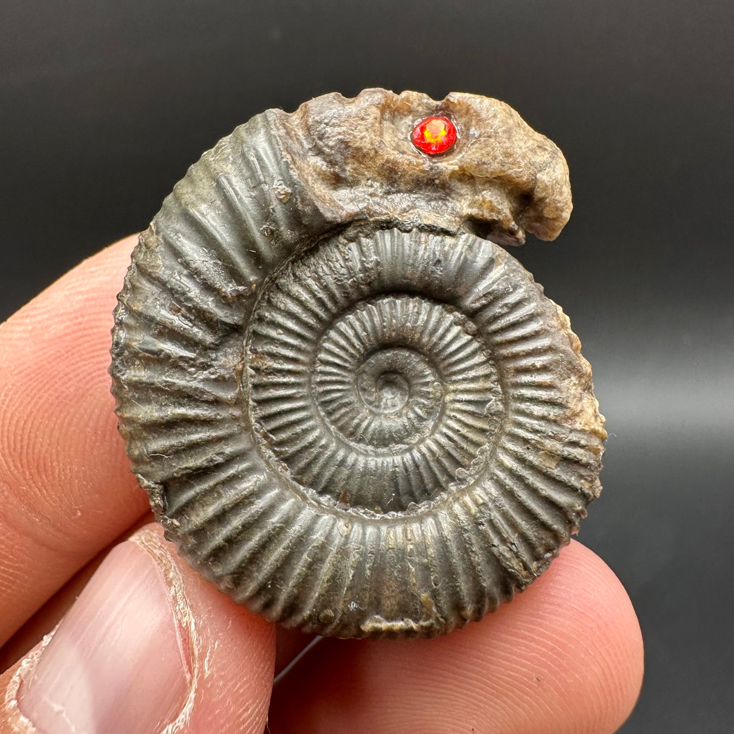 Snakestone Ammonite Fossil With Bag/Box And Stand - Whitby, North Yorkshire Jurassic Coast Yorkshire Fossils