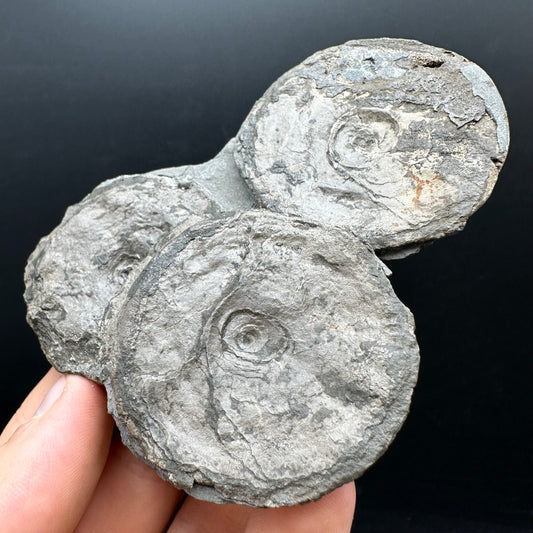 Ichthyosaur Vertebrae fossil with box and stand - Whitby, North Yorkshire Jurassic Coast, Yorkshire fossils found on the Jurassic Coast