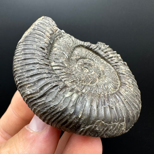 Dactylioceras Ammonite Fossil With box and Stand - Whitby, North Yorkshire Jurassic Coast Yorkshire Fossils