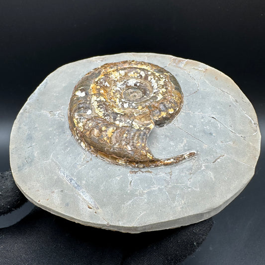 Hildoceras Bifrons Ammonite fossil with stand - Whitby, North Yorkshire Jurassic Coast, Yorkshire Fossils from the Jurassic Coast