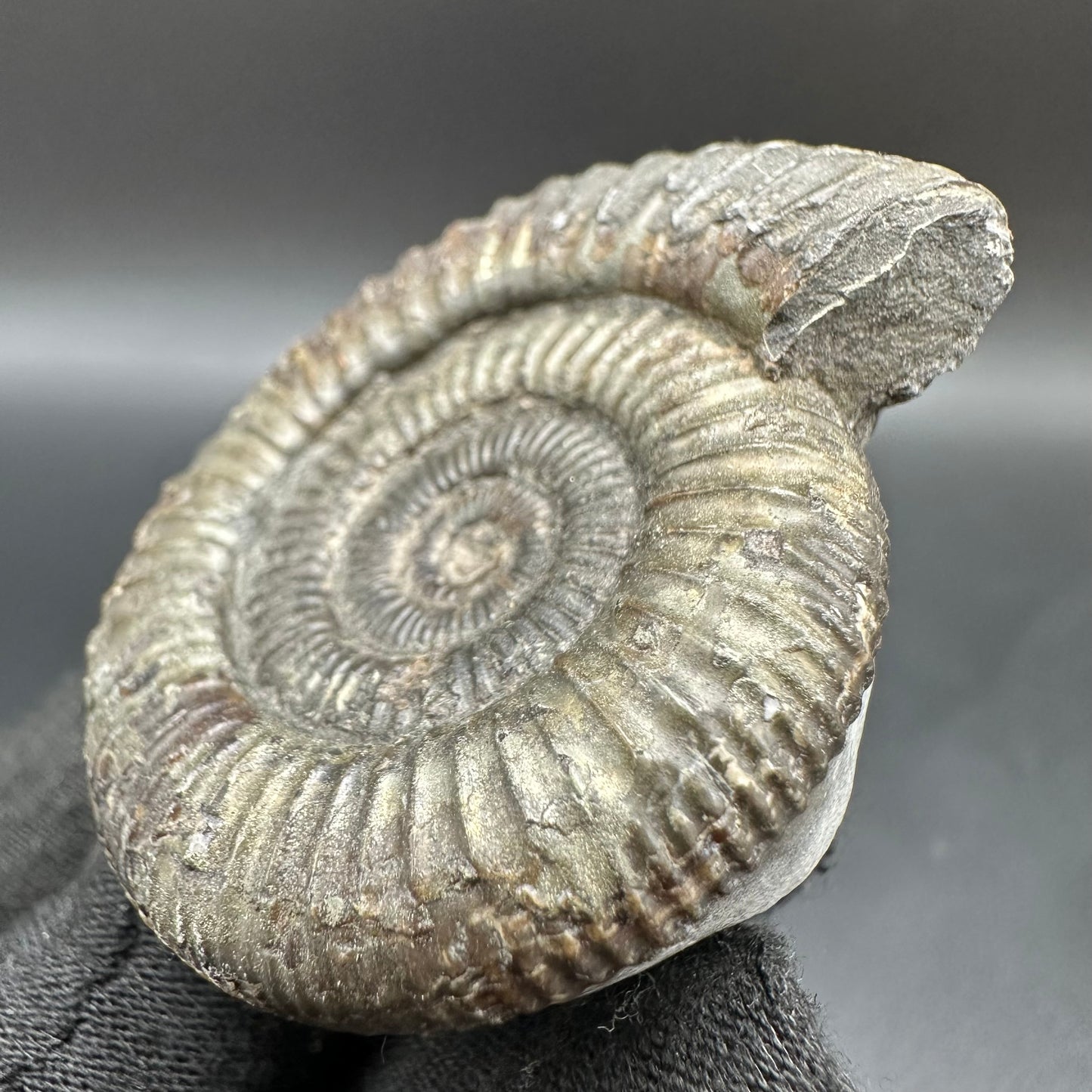 Dactylioceras Ammonite Fossil With Box And Stand - Whitby, North Yorkshire Jurassic Coast Yorkshire Fossils