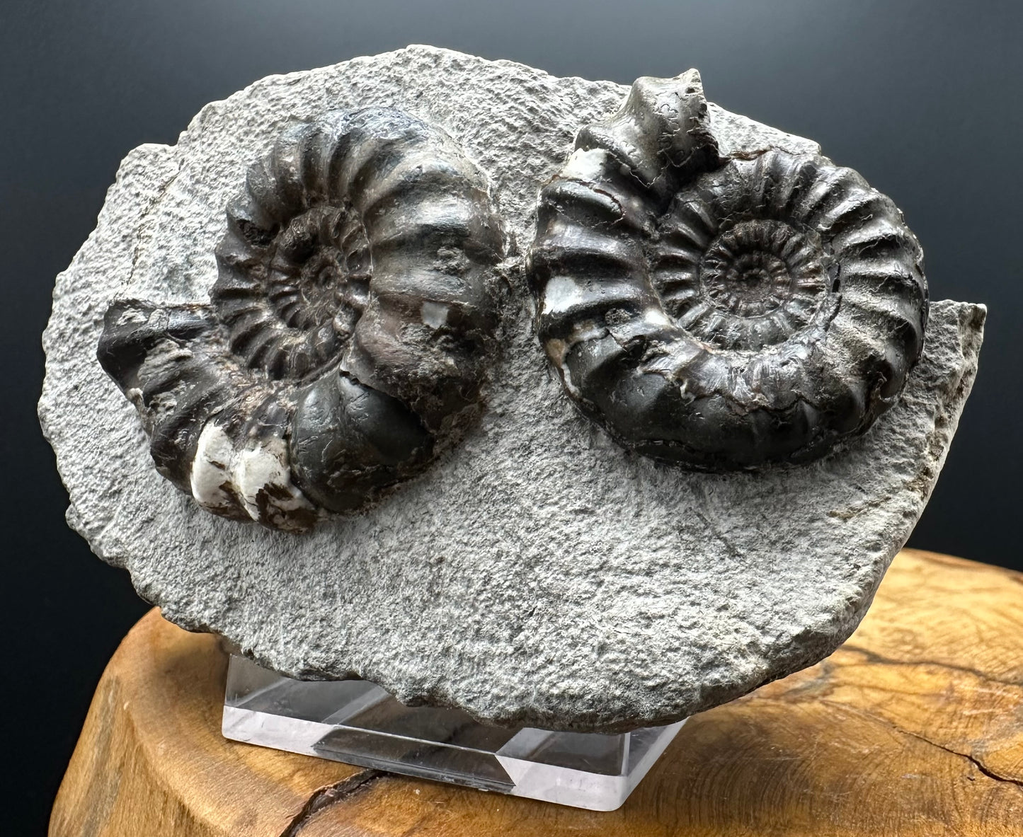 Androgynoceras maculatum ammonite fossil with box and stand - Whitby, North Yorkshire Jurassic Coast Yorkshire Fossils