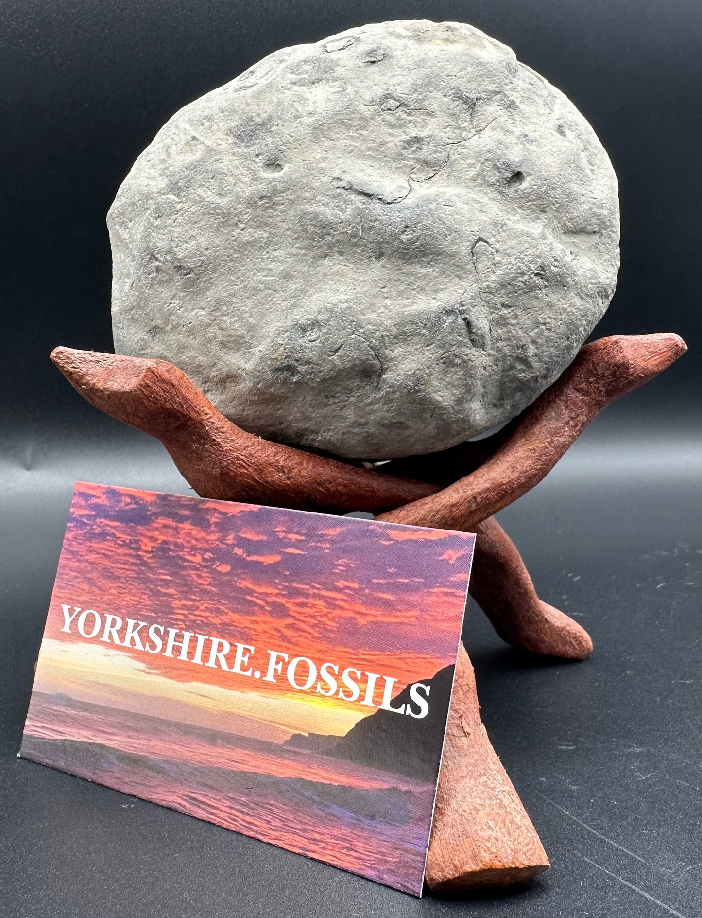 Hildoceras lusitanicum Ammonite Nodule (split pair) Fossil With Box And Stand - Whitby, North Yorkshire Jurassic Coast Yorkshire Fossils